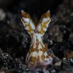 Wonderpus in Lembeh, Indonesia