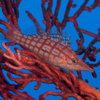 Long-nosed hawkfish in Indonesia.