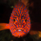 Grouper near Siladen Resort & Spa in Indonesia.