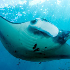 Manta ray in Indonesia.