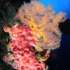 Coral reef in Indonesia