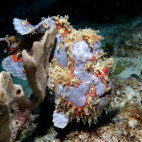 Frogfish in Nusa Lembongan, Indonesia.