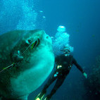 Mola mola in Nusa Lembongan, Indonesia.