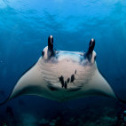 Manta ray in Nusa Lembongan, Indonesia.