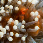 Orangutan crab in Indonesia.