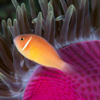 Pink skunk anemone in Indonesia.