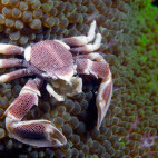 Porcelain crab in Indonesia.