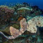 Wobbegong in Raja Ampat, Indonesia