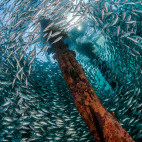 Shipwreck in Raja Ampat, Indonesia.