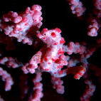 Pygmy seahorse near Papua Paradise Eco Resort in Raja Ampat, Indonesia