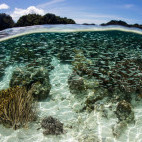 Silversides and coral reef in Indonesia