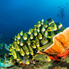 Sweetlips in Raja Ampat, Indonesia