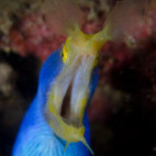 Ribbon eel in Indonesia.