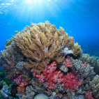 Coral reef in Indonesia