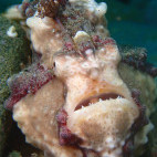Clown frogfish near Spice Island Divers Resort in Ambon, Indonesia
