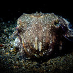 Cuttlefish near Spice Island Divers Resort in Ambon, Indonesia