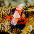 Emperor shrimp near Spice Island Divers Resort in Ambon, Indonesia