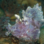 Eschemey's scorpionfish in Sumbawa, Indonesia