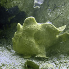 Giant frogfish in Sumbawa, Indonesia