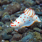 Gymnodoris ceylonica in Sumbawa, Indonesia