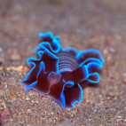 Rose petal bubble shell in Sumbawa, Indonesia