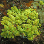 Finger coral in Sumbawa, Indonesia