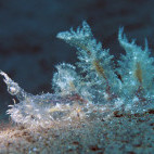 Melibe nudibranch in Sangaeng Volcano, Sumbawa, Indonesia