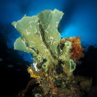 Sponge coral in Sumbawa, Indonesia