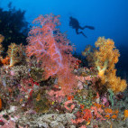 Coral reef in Sumbawa, Indonesia