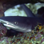 White-tip reef shark in Sumbawa, Indonesia