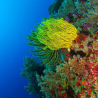 Yellow sea lily in Sumbawa, Indonesia