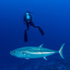 Tuna and diver in Indonesia.