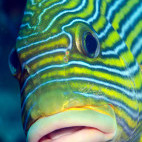 Yellow-ribboned sweetlip in Indonesia.