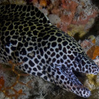 Moray eel in the Maldives.