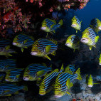 Sweetlips in the Maldives