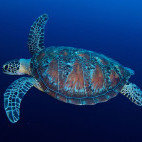 Turtle in the Maldives