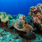 Green turtle in Apo Island, the Philippines