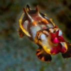 Flamboyant cuttlefish in Dumaguete, the Philippines