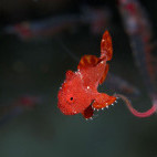 Frogfish in the Philippines.