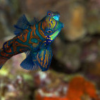 Mandarinfish in the Philippines.