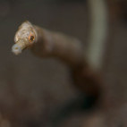 Pipefish in the Philippines.