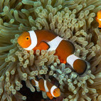 Anemonefish in the Philippines.