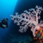 Diver and coral reef in the Philippines.