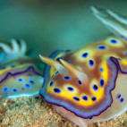 Nudibranch in the Philippines.