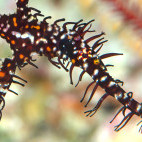 Ornate ghost pipefish in the Philippines.