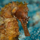 Seahorse in the Philippines.