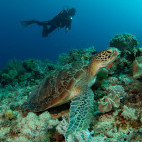 Green turtle in the Philippines.