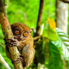 Tarsier in the Philippines