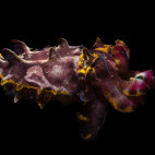 Flamboyant cuttlefish in Dauin, the Philippines