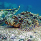 Scorpionfish in Dauin, the Philippines